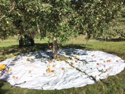 Ernteplane Sammelplane Rüttelplane Baumplane Obstplane Auffangplane Baumunterlage